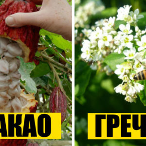 9 знакомых продуктов, которые растут вовсе не так, как все мы думали