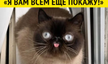 11 животных, которые поднимут вам настроение