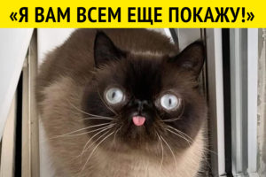 11 животных, которые поднимут вам настроение