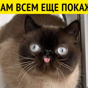 11 животных, которые поднимут вам настроение