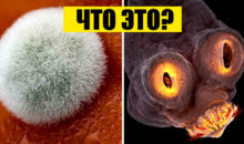 12 снимков под микроскопом, где каждая вещь ‑ это отдельная удивительная Вселенная