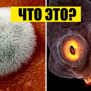 12 снимков под микроскопом, где каждая вещь ‑ это отдельная удивительная Вселенная