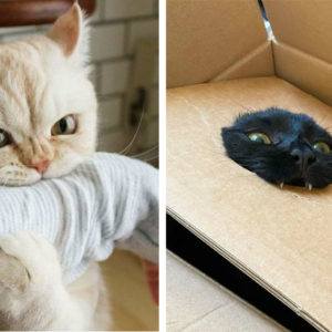 14 домашних любимцев, которые очень рьяно выражают свои чувства