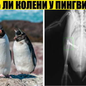 10 невероятных фактов, которые кажутся бессмыслицей, но являются правдой