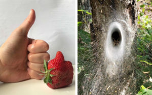 14 фото, которые раскрывают привычные вещи с необычной стороны