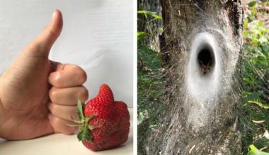 14 фото, которые раскрывают привычные вещи с необычной стороны