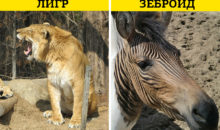 9 изумительных животных‑гибридов, созданных человеком