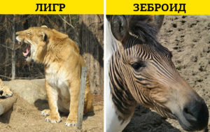 9 изумительных животных-гибридов, созданных человеком