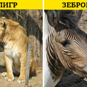9 изумительных животных‑гибридов, созданных человеком