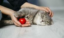 9 признаков плохого самочувствия кошки, которые нельзя игнорировать