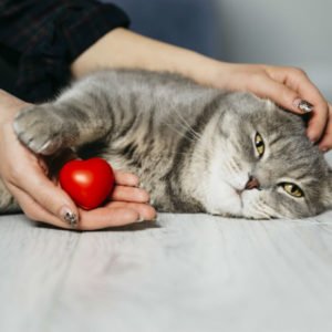 9 признаков плохого самочувствия кошки, которые нельзя игнорировать