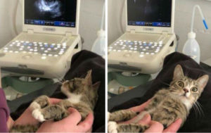 11 фотографий котиков, которые сделают ваш день светлым и радостным
