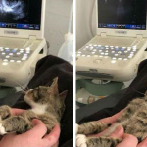 11 фотографий котиков, которые сделают ваш день светлым и радостным