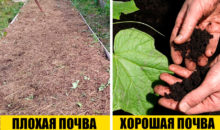 Как получить хороший урожай: 9 советов от моей бабушки