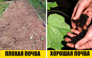Как получить хороший урожай: 9 советов от моей бабушки