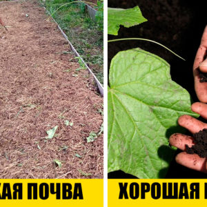 Как получить хороший урожай: 9 советов от моей бабушки
