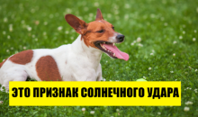 Как защитить домашних питомцев от жары: 9 эффективных способов