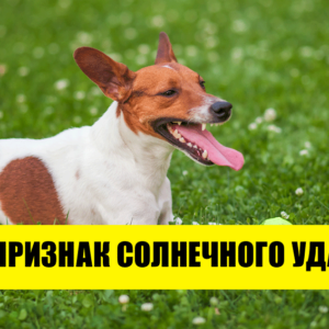 Как защитить домашних питомцев от жары: 9 эффективных способов