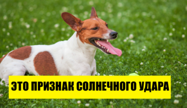 Как защитить домашних питомцев от жары: 9 эффективных способов