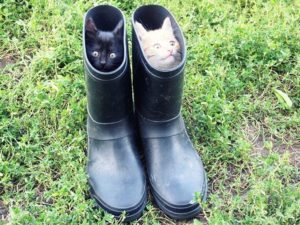 15 фотографий, которые снова доказывают, что без кота — жизнь не та