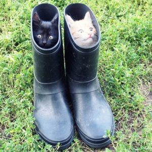 15 фотографий, которые снова доказывают, что без кота ‑ жизнь не та