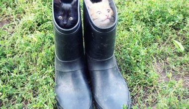 15 фотографий, которые снова доказывают, что без кота ‑ жизнь не та