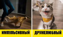 5 типов кошачьих характеров: как вам найти общий язык со своим питомцем?