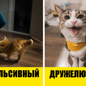 5 типов кошачьих характеров: как вам найти общий язык со своим питомцем?