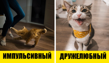 5 типов кошачьих характеров: как вам найти общий язык со своим питомцем?