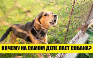6 абсурдных фактов об окружающем мире, в которые с первого раза не поверить