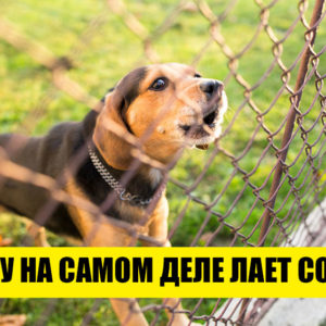 6 абсурдных фактов об окружающем мире, в которые с первого раза не поверить