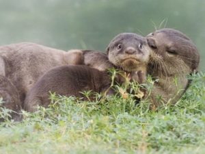 15 лучших снимков с конкурса комедийной фотографии рассмешат кого угодно