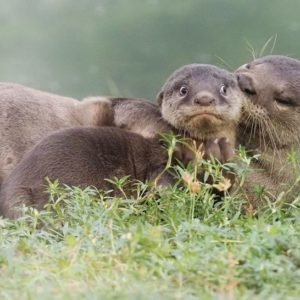 15 лучших снимков с конкурса комедийной фотографии рассмешат кого угодно