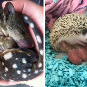 12 детенышей животных, которые одним своим видом доведут вас до слез умиления