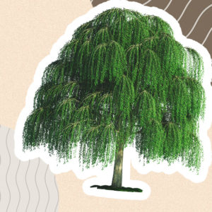 Кладовая здоровья: 5 чайных растений, которые растут рядом с вами