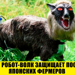 15 удивительных вещей, которые должны быть у всего мира — но есть только в Японии