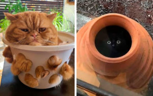 14 котят, найденных в самых неожиданных местах