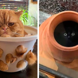 14 котят, найденных в самых неожиданных местах