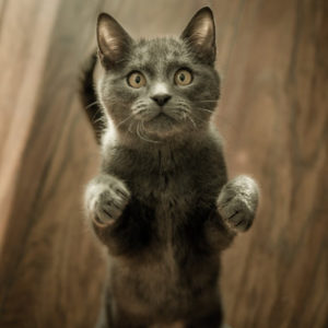 Почему кошек и котят нужно кормить качественным влажным кормом?