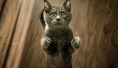 Почему кошек и котят нужно кормить качественным влажным кормом?