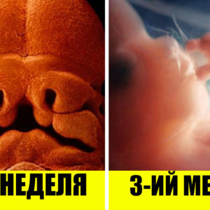 С момента зачатия до рождения: 10 уникальных фото развития ребенка