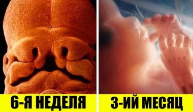 С момента зачатия до рождения: 10 уникальных фото развития ребенка