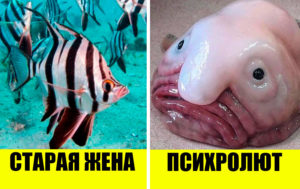 10 животных, которым не повезло: их названия которых звучат как оскорбительные прозвища