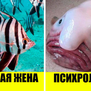 10 животных, которым не повезло: их названия которых звучат как оскорбительные прозвища