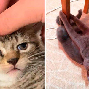 11 котов, которые сломались и вытворяют что хотят