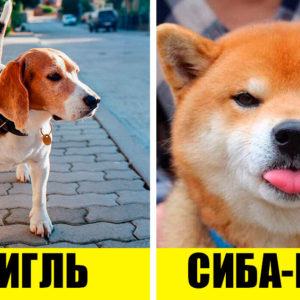 9 беспроблемных пород собак, из которых получаются отличные друзья