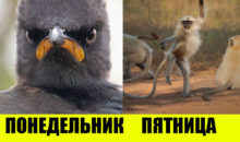 15 лучших фото с конкурса комедийной фотографии