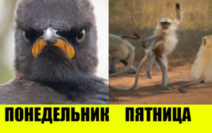 15 лучших фото с конкурса комедийной фотографии