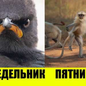 15 лучших фото с конкурса комедийной фотографии