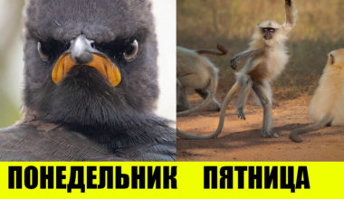 15 лучших фото с конкурса комедийной фотографии